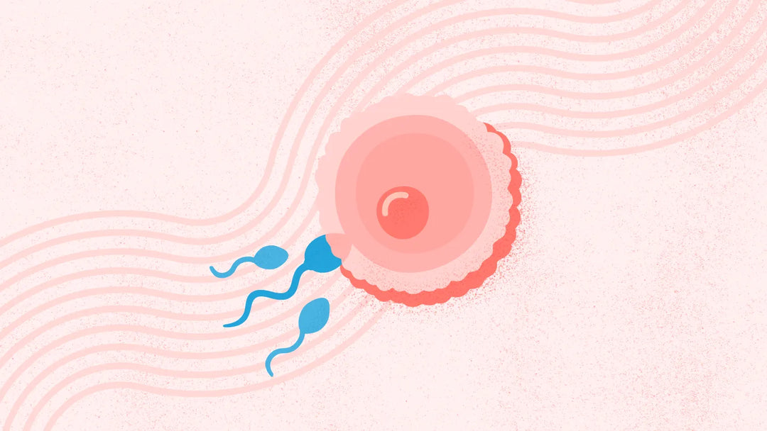 Bovine Ovary & Uterus: The Natural Support for Periods, Fertility & Perimenopause